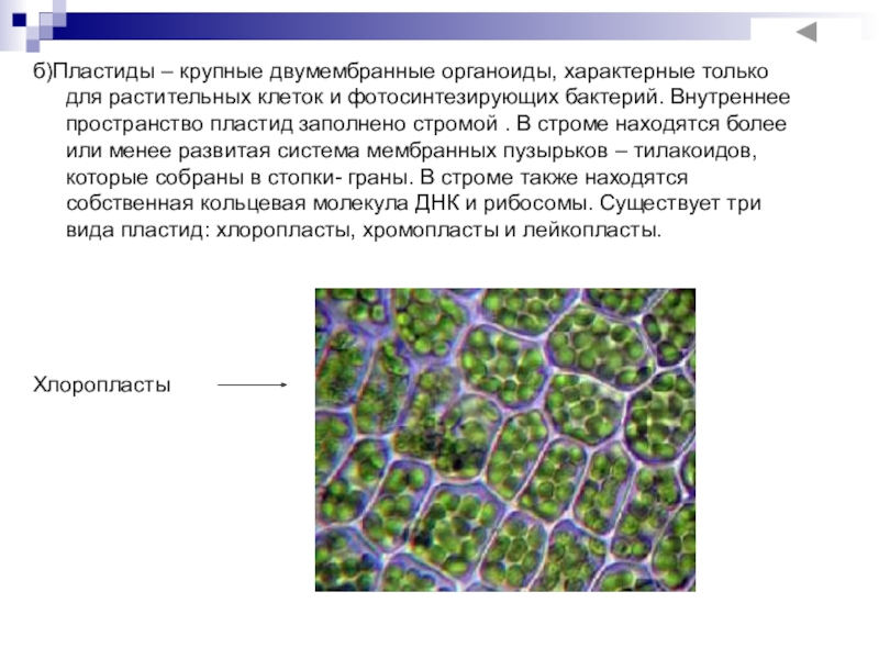 Для клеток растений характерно