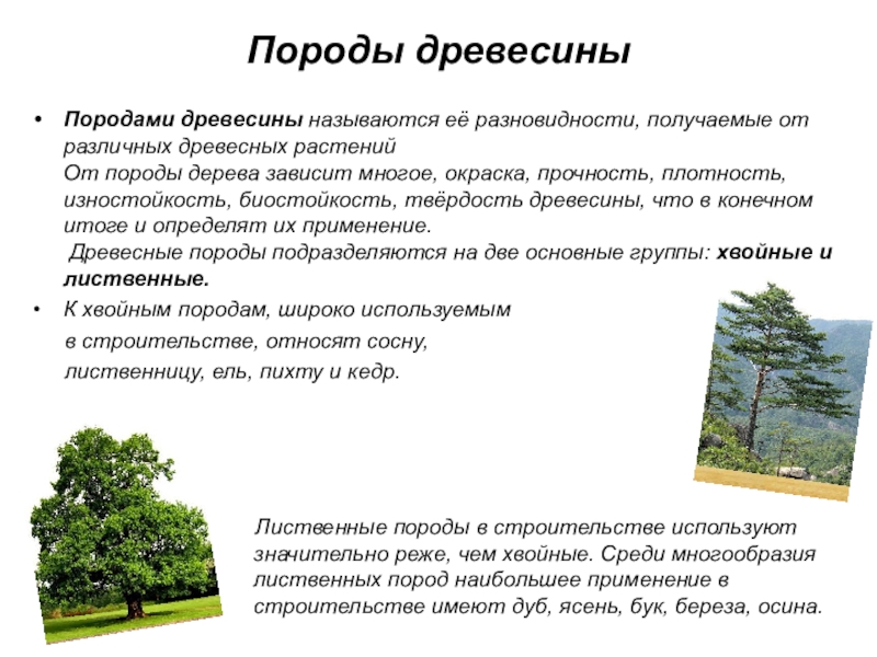 Основные лесные породы. Основные породы деревьев. Лиственные породы древесины 5 класс. Классификация древесных пород. Классификация пород древесины.