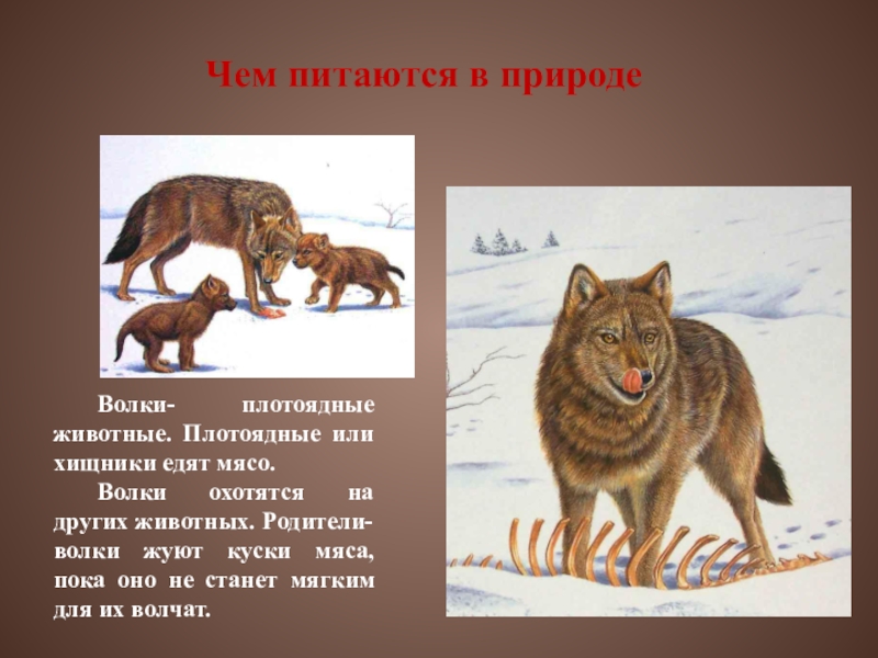 Чем питается волк. Чем питается волк зимой. Чем питается волк в природе. Чем питается волк в лесу.