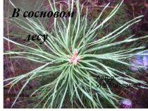 Презентация по экологии В сосновом лесу 4-6 классы