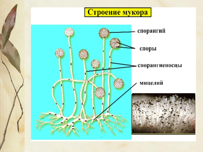 Плесневые грибы проект по биологии - 89 фото