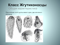 Презентация Класс Жгутиконосцы.Тип Простейшие