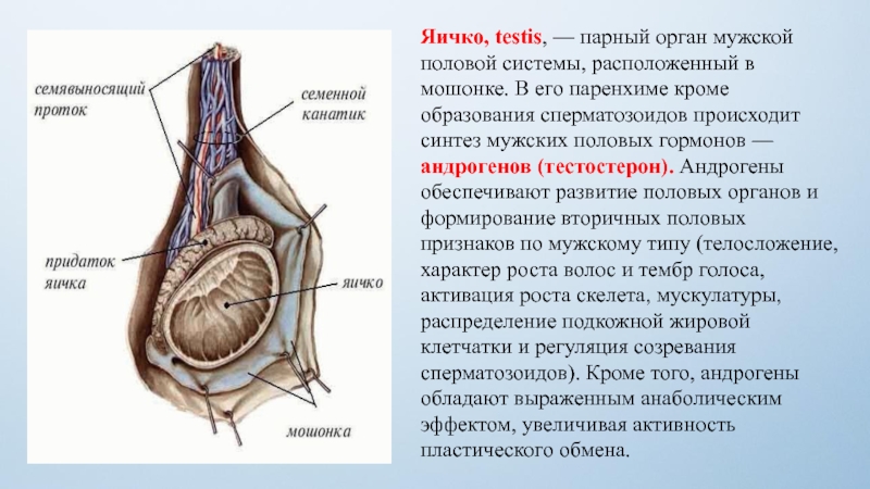 Яичко строение. Яичко функции анатомия. Яички топография строение функции. Придаток яичка у мужчин анатомия. Семенной канатик строение анатомия строение.