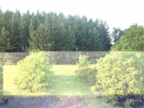 Презентация к уроку русского языка Однородные подлежащие и сказуемые