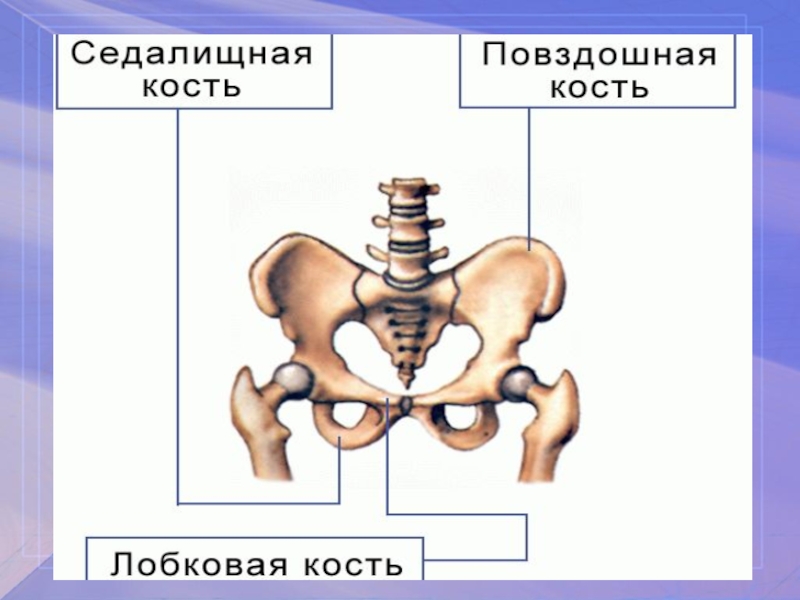 Седалищный лобковой кости