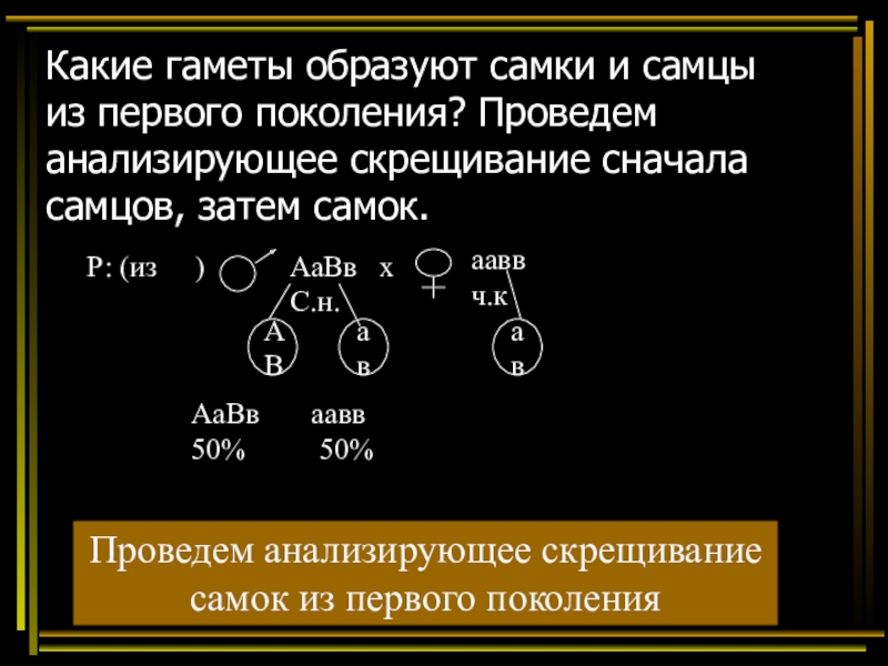 Образуют гаметы. Какие гаметы образуются у самцов мышей. Тетрагетерозигота гаметы. Обусловлено сочетанием гамет. Сначала гаметы или споры.