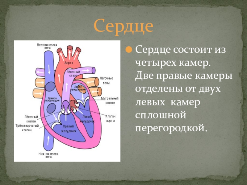 Сердце человека разделено сплошной перегородкой на левую