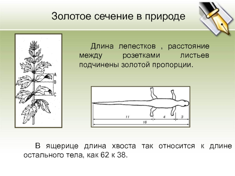 Золотое сечение в природе проект