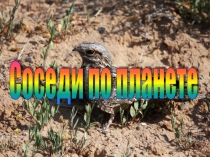 Презентация  Соседи по планете