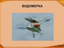 Презентация по русскому языку на тему Наблюдение над однокоренными словами. Определение корня слова. ( 2 класс)