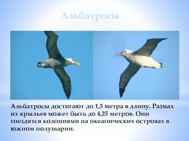 Альбатросы достигают до 1,5 метра в длину. Размах их крыльев может быть до 4,25 метров. Они гнездятся