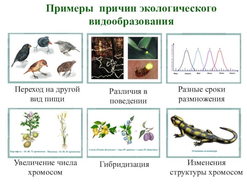 Презентация по биологии на тему поведение 6 класс