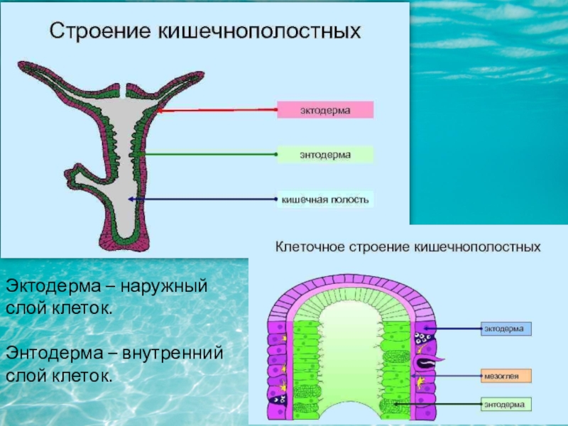 Клетки гидры картинки