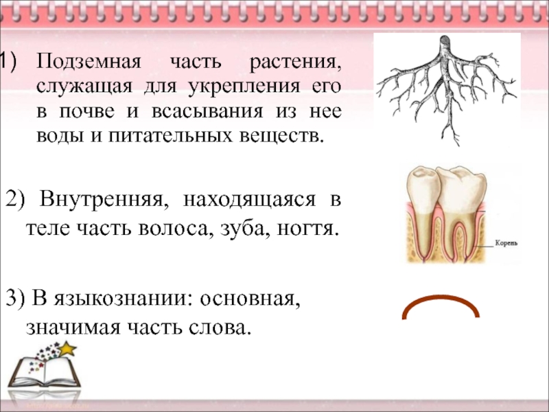 Зубами корень слова. Корень подземная часть растения. Предложение со словом корень зуба. Корни зуба и корни дерева. Корень многозначное слово.