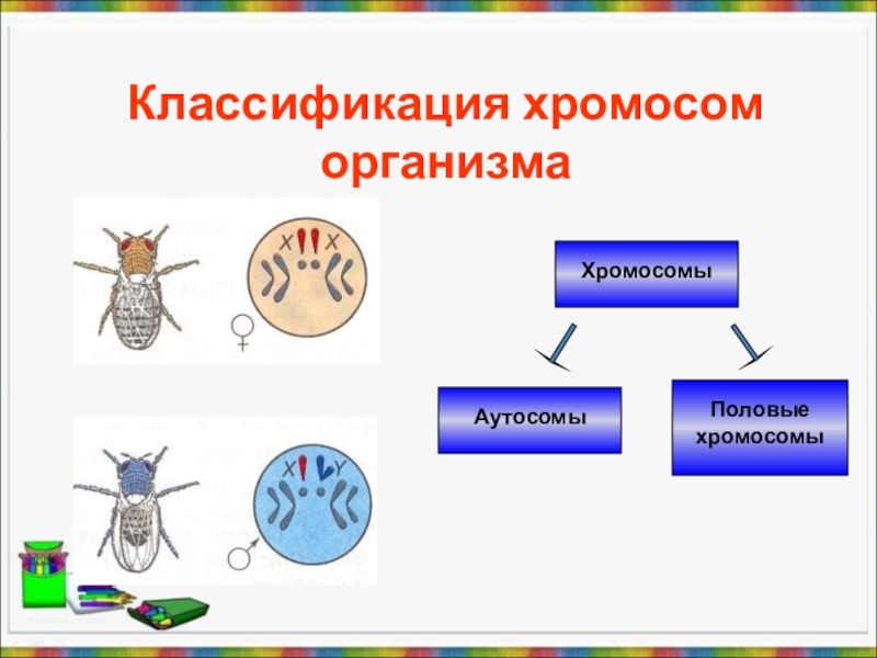 Презентация по теме генетика пола