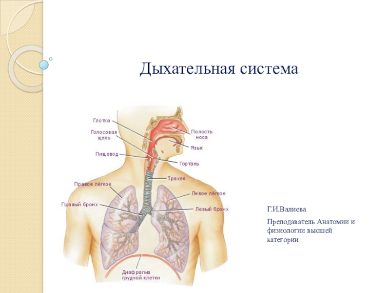 Презентация по теме дыхание человека