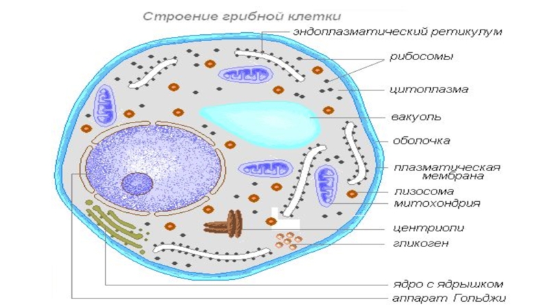 В клетках грибов есть ядро. Строение эукариотической клетки грибной. Схема строения клетки гриба 5 класс биология.