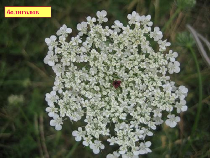 Комнатное растение 7 букв сканворд на д. Болиголов. Болиголов крапчатый. Белоголовка трава. Белый ядовитый цветок.
