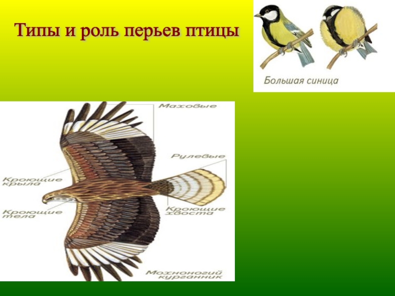 Класс птиц 8 класс. Пособие птицы и их оперение.