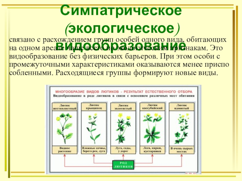 Презентация по биологии видообразование презентация