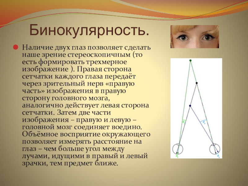 Зрение двумя глазами называют. Зрение двумя глазами (бинокулярное зрение).. Бимолекулярное зрение у детей. Бинокулярность. Бинокулярность зрения это.