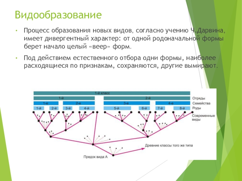 Какой способ видообразования изображен на рисунке. Схема дивергентного видообразования по Дарвину. Схема процесса видообразования. Процесс видообразования по Дарвину. Видообразование по Дарвину.