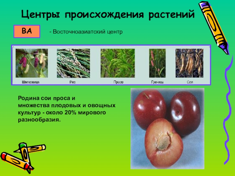 Презентация по теме селекция 10 класс