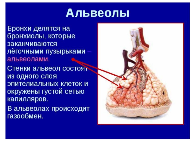 Альвеолярные пузырьки у млекопитающих находятся в. Бронхи строение альвеолы. Альвеолы анатомия человека. Лёгочная альвеола в легких. Альвеолы легких строение.