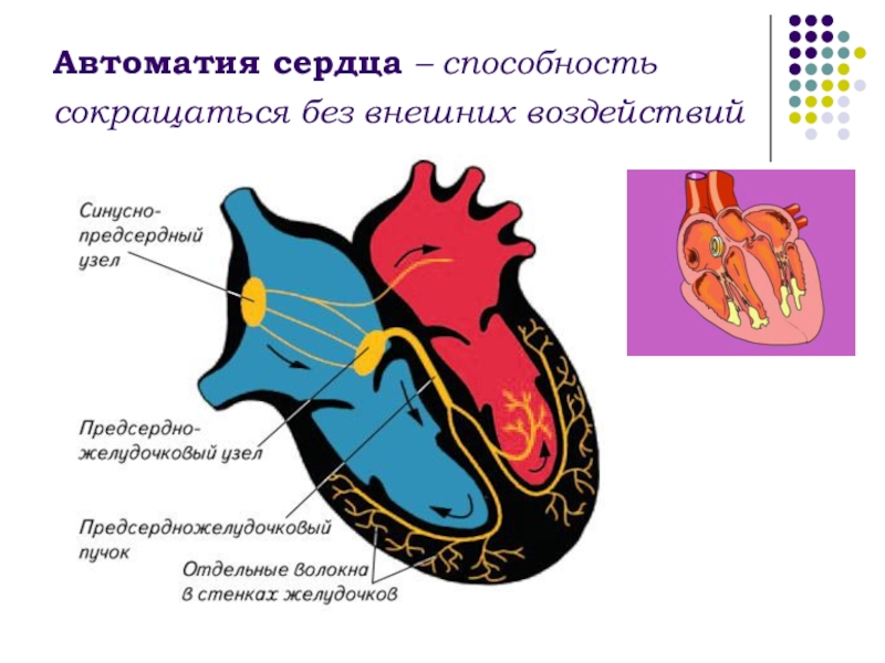 Автоматизм сердца. Автоматия миокарда физиология. Автоматия сердца физиология. Строение сердца человека. Строение сердца автоматия сердца.