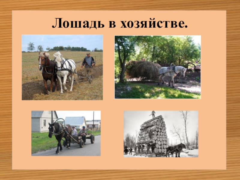 Что дает конь человеку. Лошади в хозяйстве. Лошадь помощник человека. Лошадь друг и помощник человека. Лошадь помощник человека в деревне.