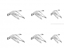 Презентация к конспекту День Рождения с Феей для детей старшего дошкольного возраста