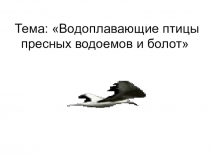 Водоплавающие птицы