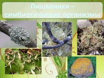 Презентация к уроку биологии на тему Лишайники - симбиотические организмы (6-7 класс)