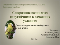 Научный проект Содержание волнистых попугайчиков в домашних условиях