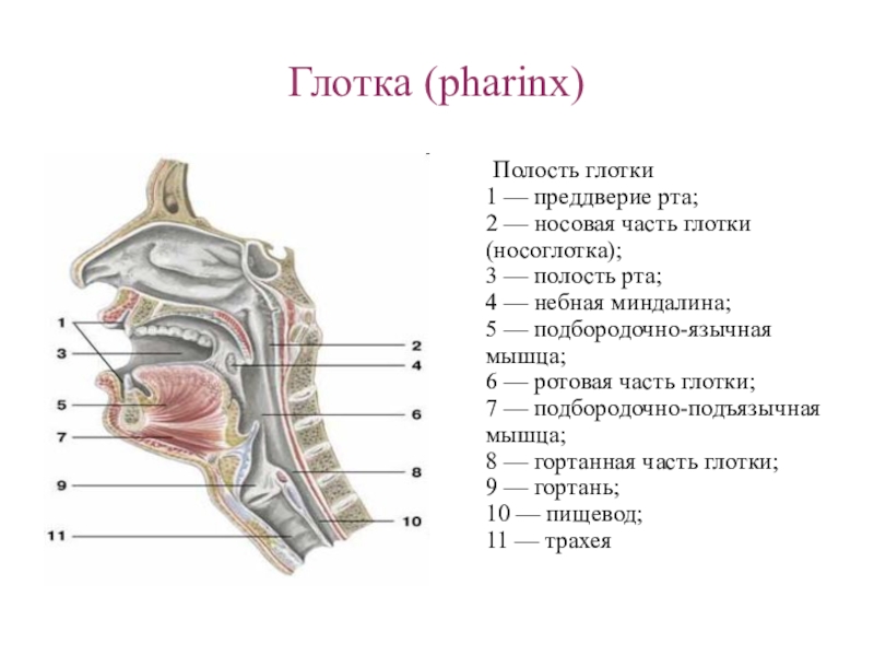 Анатомия глотки презентация