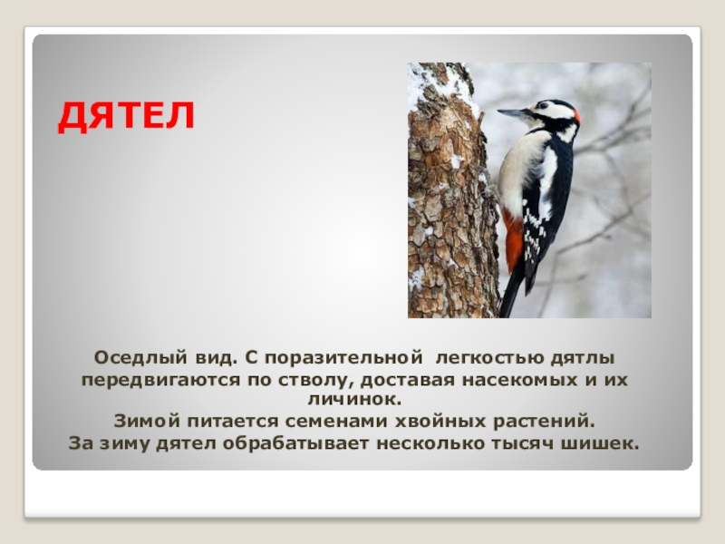 Дятел описание. Внешний вид дятла. Дятел 4 класс. Паспорт дятла. Характерные признаки дятла.