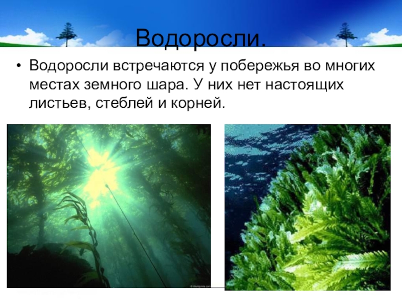 Где встречаются водоросли. Среди водорослей не встречаются формы. Какие водоросли встречаются в Башкортостане.