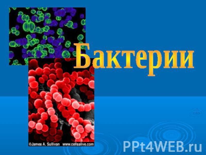 Роль бактерий в природе презентация 5 класс