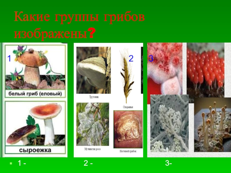Группы грибов 6 класс биология. Группы грибов. Какие группы грибов. 3 Группы грибов. Группа грибов примеры.