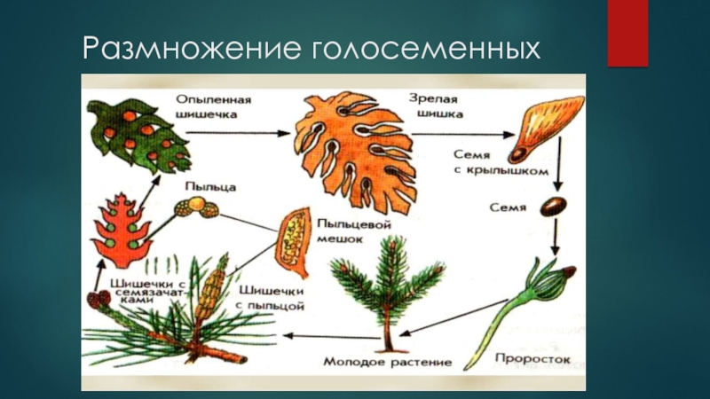 Цикл развития голосеменных схема с описанием