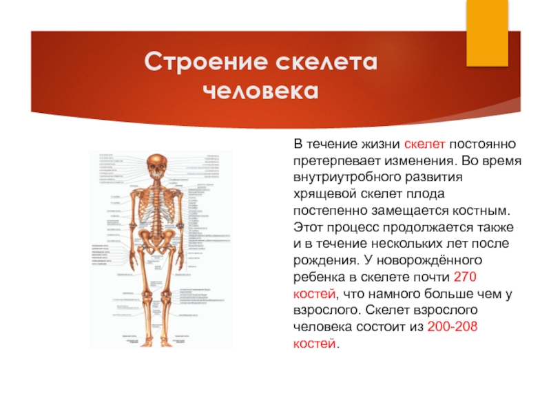 Строение и состав скелета человека