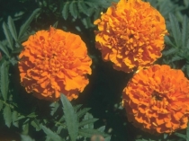 Презентация для занятий внеурочной деятельности Удивительные растения