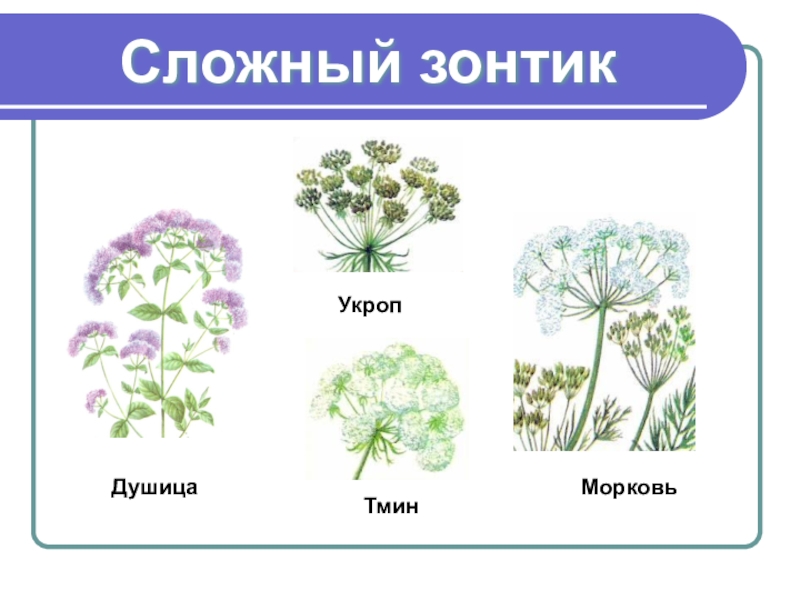 У каких растений зонтик. Растения с соцветием сложный зонтик. Соцветие сложный зонтик примеры. Соцветие сложный зонтик примеры растений. Зонтичные соцветие сложный зонтик.