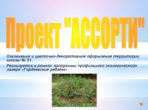 Презентация по биологии Озеленение пришкольного участка Ассорти