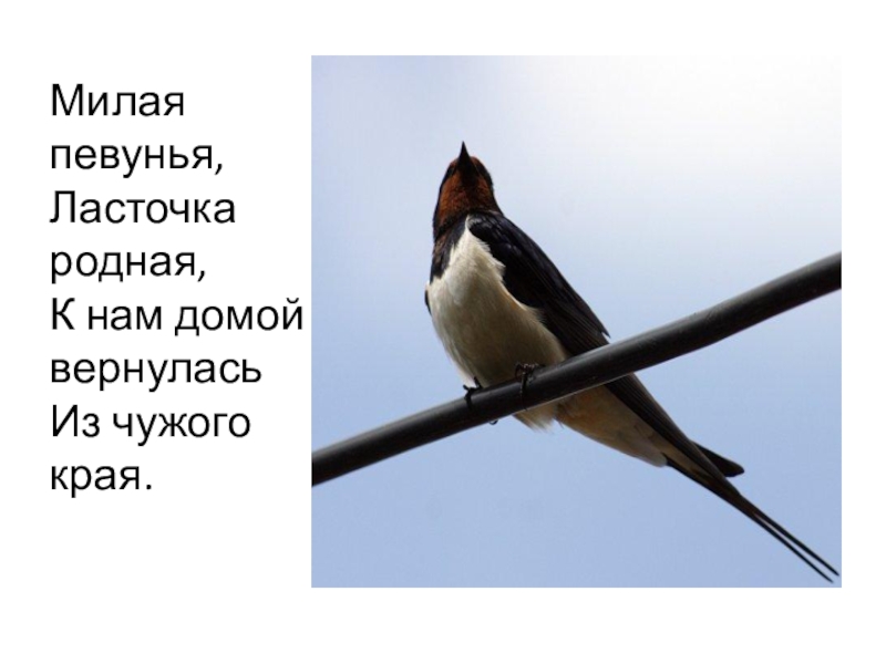 Кто написал стихотворение ласточка. Милая певунья Ласточка Автор. Стих про ласточку. Ласточка стихотворение. Стихотворение милая певунья Ласточка родная.