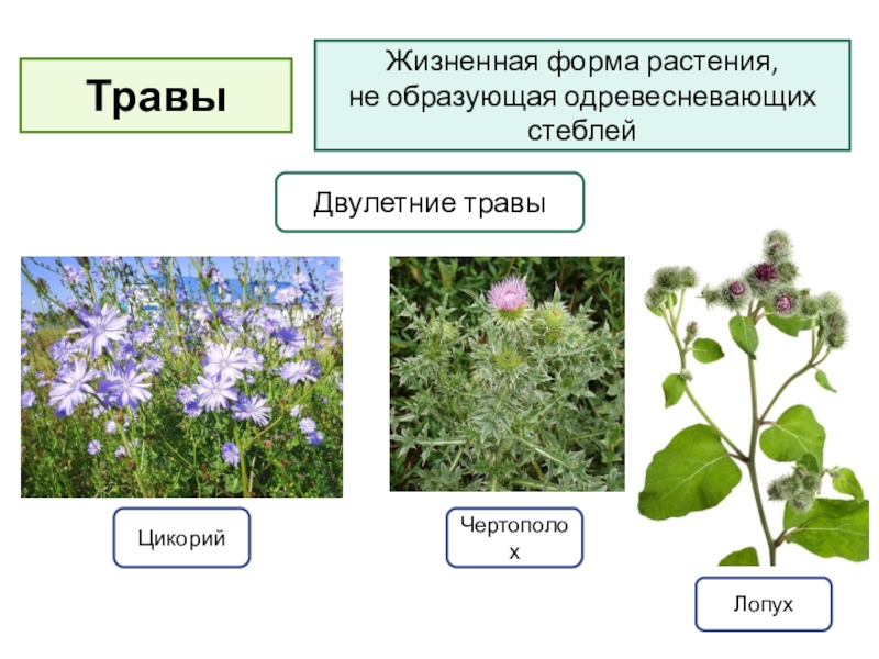 Формы и виды растений. Жизненные формы травянистых растений. Жизненная форма травы. Жизненные формы многолетних травянистых растений. Жизненные формы растений примеры.