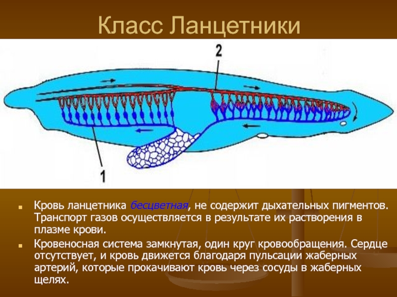 Презентация эволюция дыхательной системы животных 7 класс