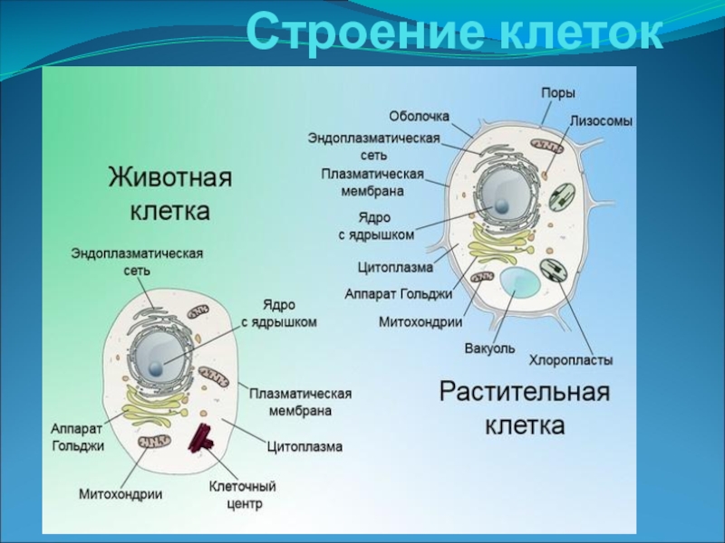 Тест строение клетки 10 класс. Сравнительный метод в биологии. Метод сравнения в биологии примеры. Сравнительный метод исследования в биологии. Сравнительный метод изучения биологии.