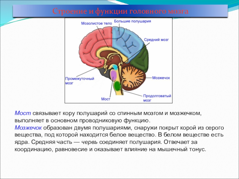 Строение среднего мозга в головном мозге. Головной мозг средний мозжечок промежуточный. Отделы головного мозга средний мозг. Центр регуляции среднего мозга. Строение среднего мозга анатомия.