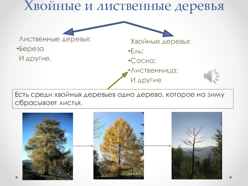 Лиственные и хвойные деревья презентация для дошкольников